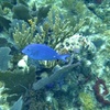 Image 3: Snorkel Key Largo with Reef Roamer - Afternoon Tours with Gear Included!