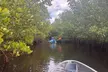 Explore Clam Bayou: 120-Minute Clear Kayak Mangrove Eco Tour - Second Medium