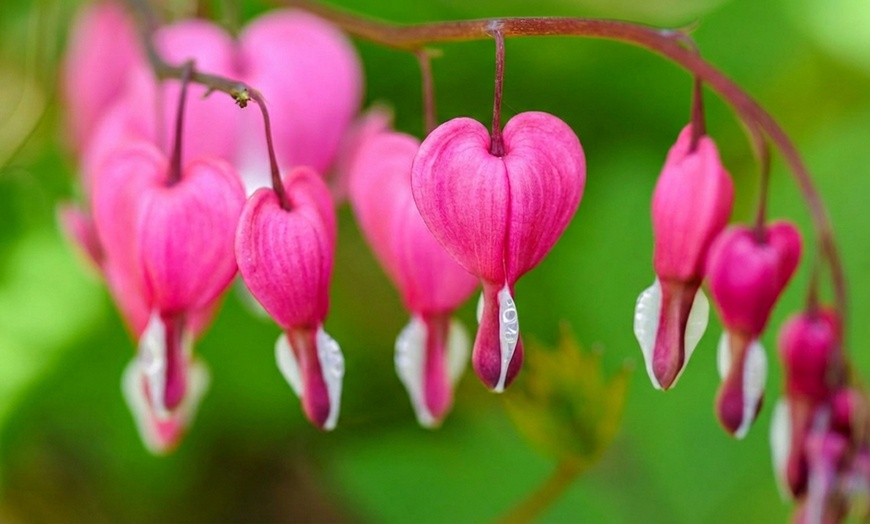 Image 3: One or Two Dicentra Spectabilis Spring Perennial, Large Root Clump