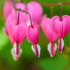 Image 3: One or Two Dicentra Spectabilis Spring Perennial, Large Root Clump