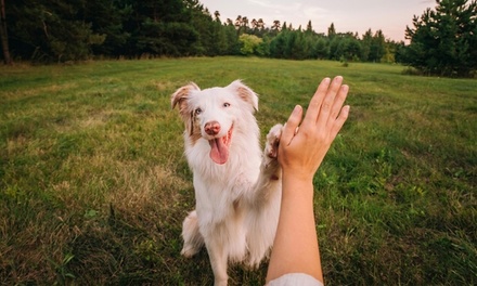 20% Off First Month of Weekly Service (1 dog) - YardFresh