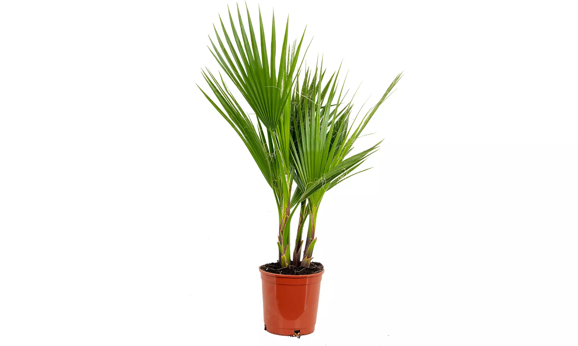 1 of 2 Mexicaanse waaierpalm in kweekpot