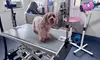 Complete Grooming For Every Dog Size, From Small To XXL, Including All Doodle And Poodle Breeds (Up to 43% Off)