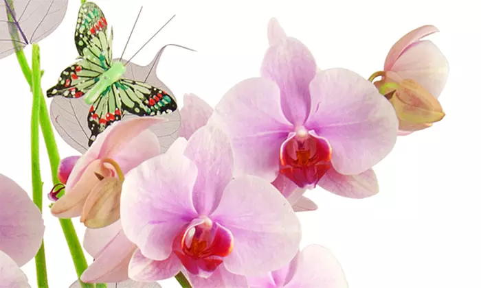 Orchideen-Gesteck mit 2 Trieben im Glas mit vielen Dekorationsaccessoires sowie Grußkarte für 19,99 € (33% sparen) - Second Medium