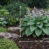Image 7: Giant Hosta Perennial Bare Root Collection (9 or 18 Pack) – Live Garden Plants + Free Shipping (Up to 29%Off)