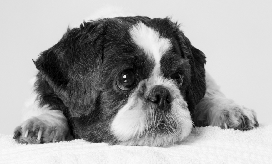 Image 3: Pet and Family Photoshoot