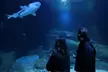 Au cœur des océans : visite nocturne de l'Aquarium de Paris avec soft ou champagne (jusqu'à 33% de réduction) - Second Medium