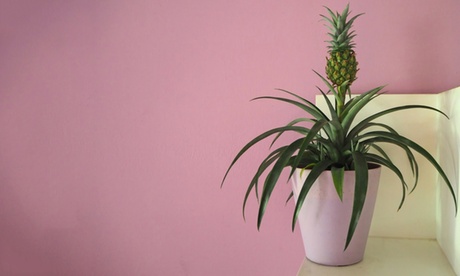 1, 2 ou 4 plants d'ananas comosus