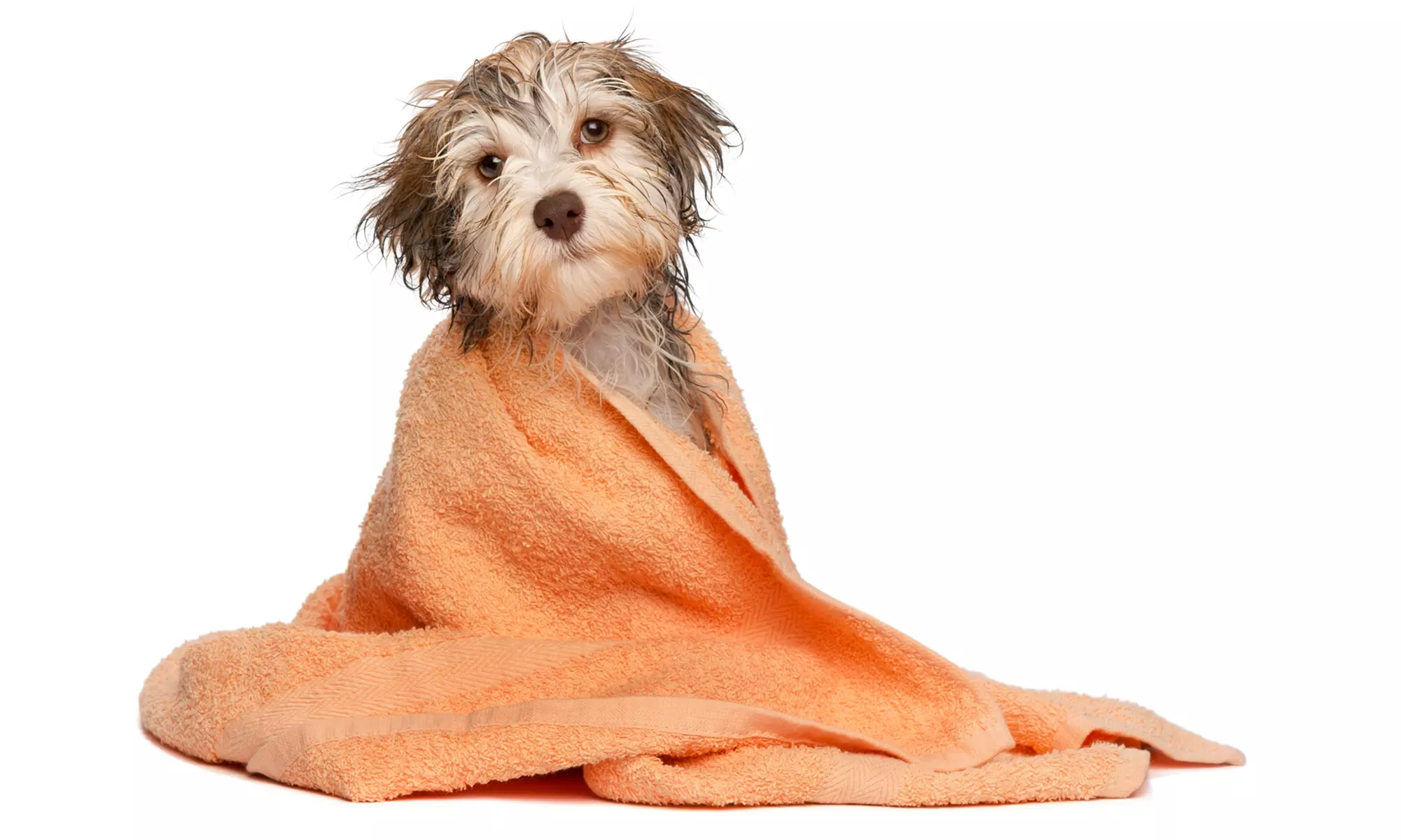 Bath and Blow-Dry for a Small, Medium, or Large Dog at Pup Culture Dog Daycare (Up to 50% Off) - Primary Image