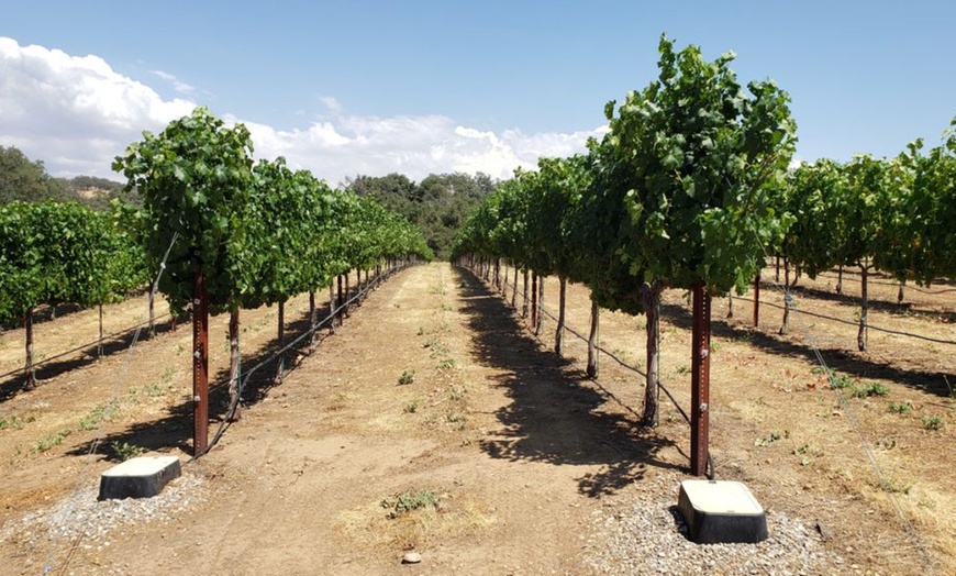 Image 2: Wine Tasting with Optional Guided Winery Tour/Tutorial for Two or Four
