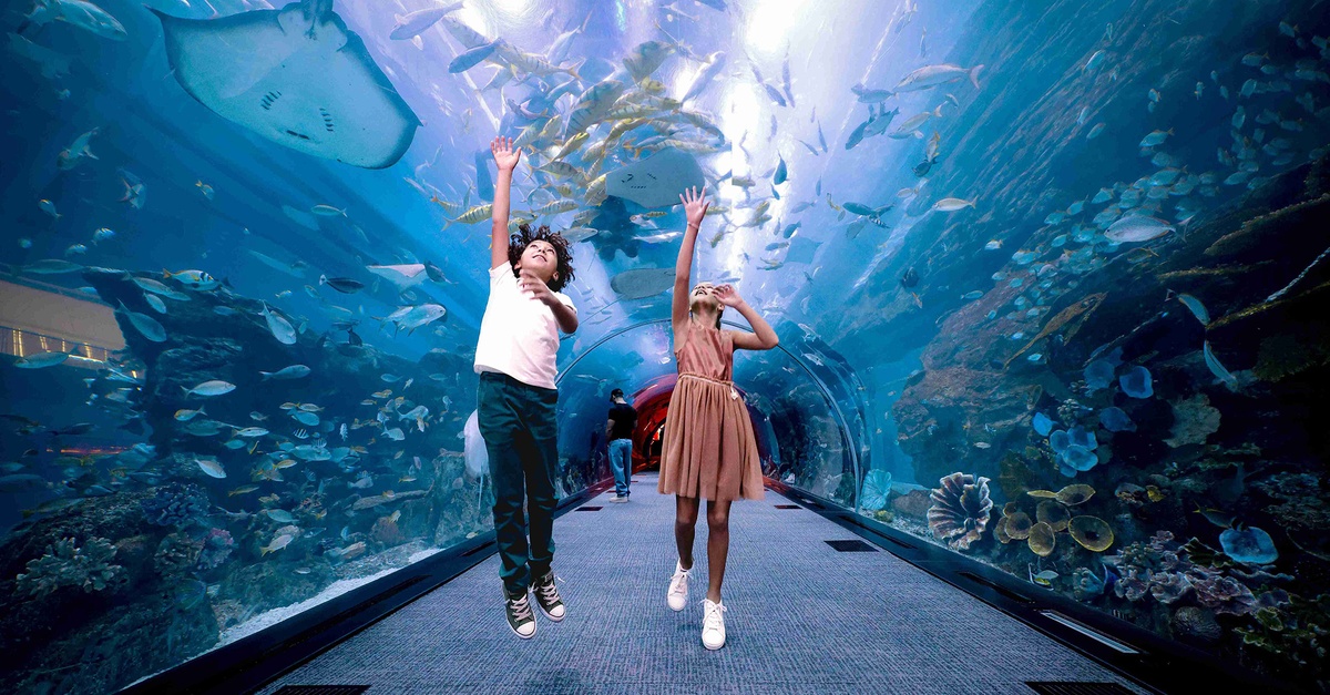 Dubai Aquarium And Dubai Frame Entry Tickets For 1, 2 Or 4 Adults Dubai Aquarium And Dubai Frame Entry Tickets For 1, 2 Or 4 Adults