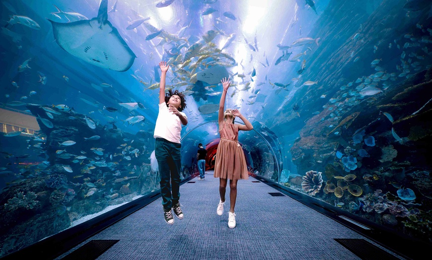 Image 8: Dubai Aquarium and Dubai Frame Entry Tickets for 1, 2 or 4 Adults