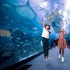 Image 8: Dubai Aquarium and Dubai Frame Entry Tickets for 1, 2 or 4 Adults
