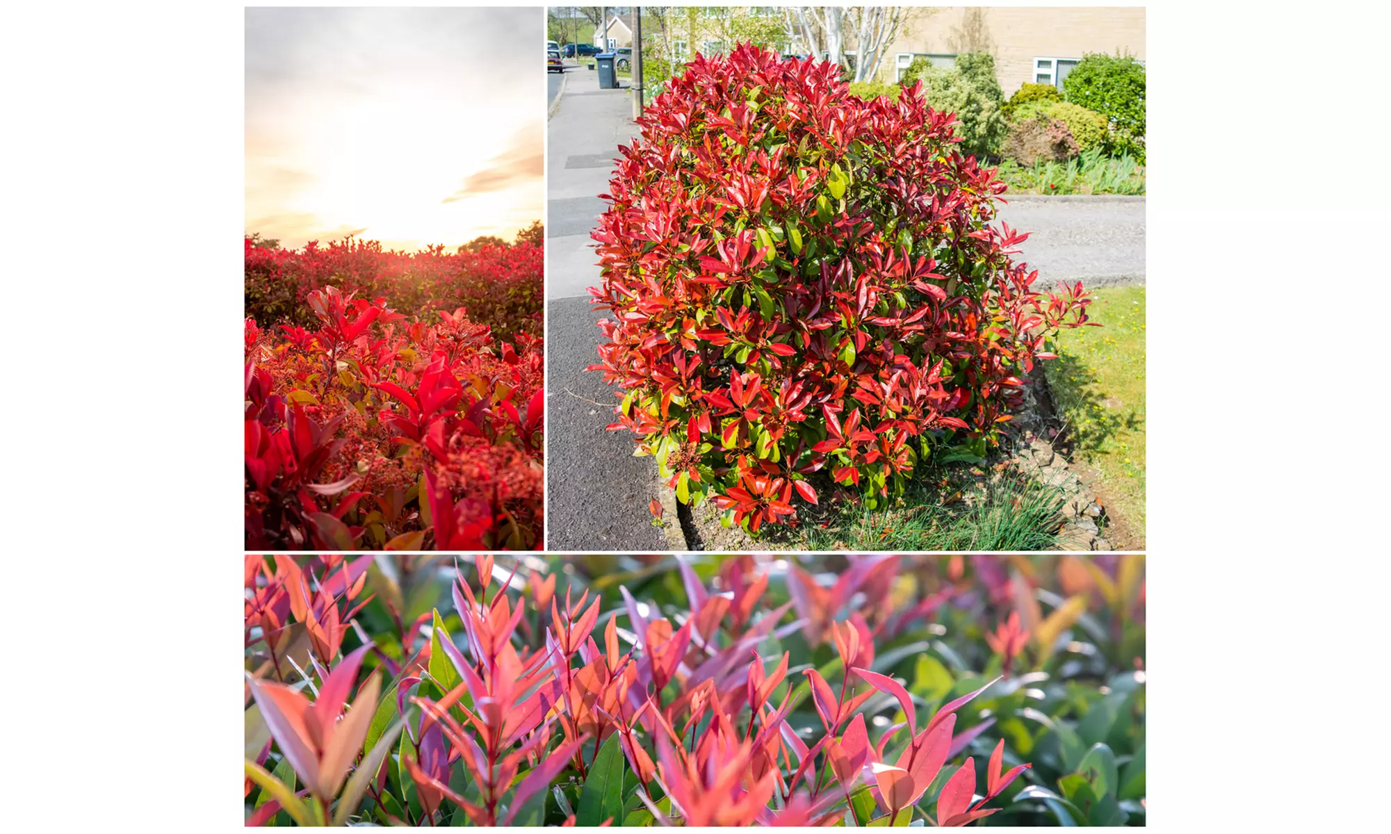 Set van 3 of 6 'Red Robin' mispel planten