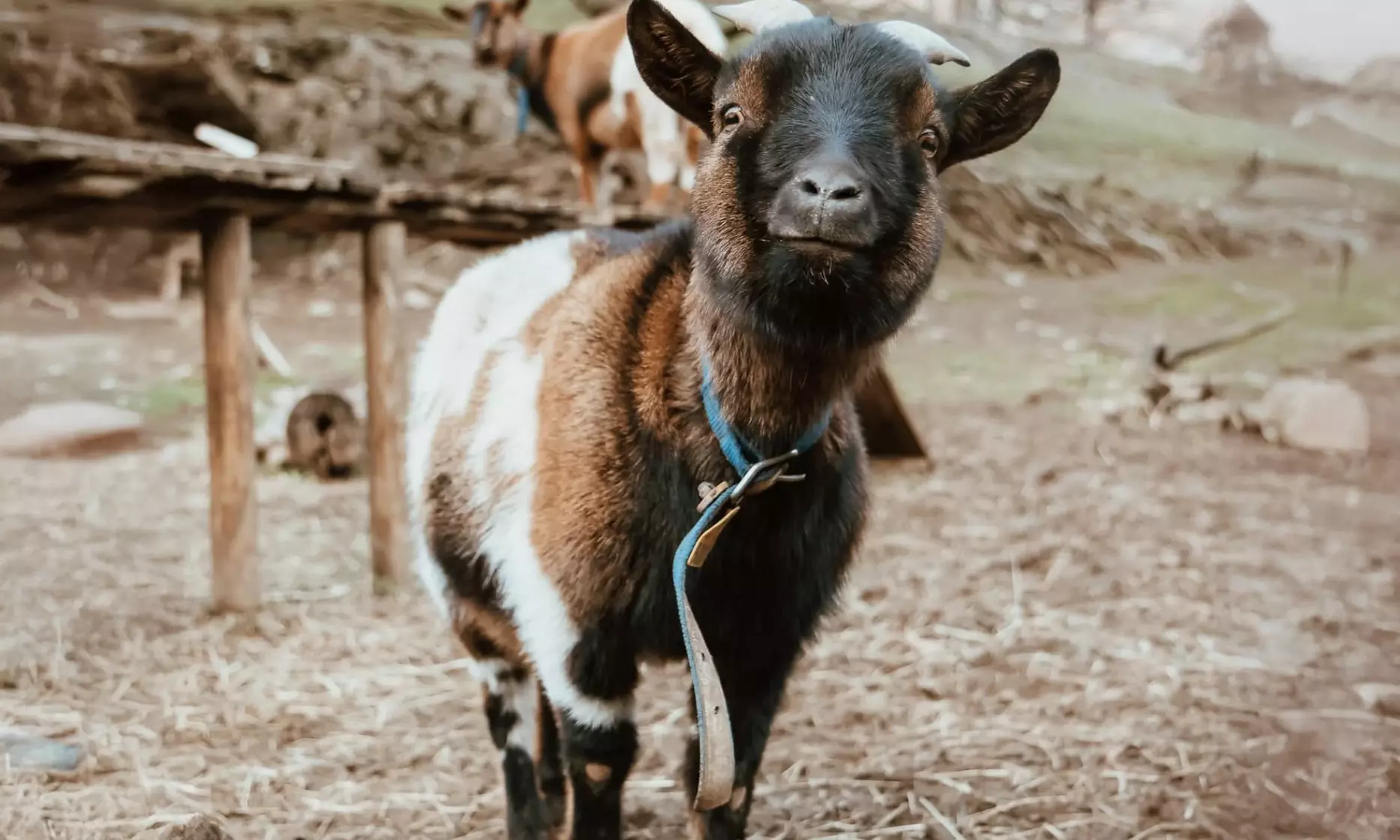 Entrée pour le Parc’Ours : balade nature et animaux des Pyrénées