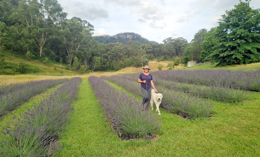 Image 2: Zig Zag Railway&Lavender Farm Tour,Haymarket:One-Day Scenic Experience