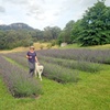 Image 2: Zig Zag Railway&Lavender Farm Tour,Haymarket:One-Day Scenic Experience