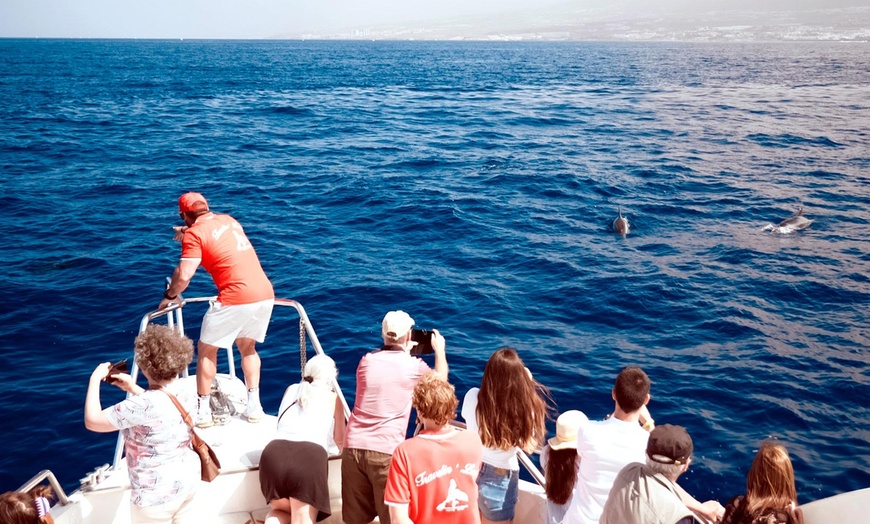 Image 8: Paseo en barco para avistamiento de cetáceos