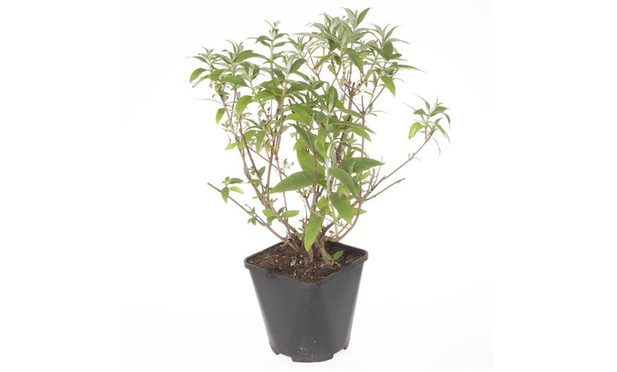 Image 3: Tricolour Buddleia Butterfly Bush