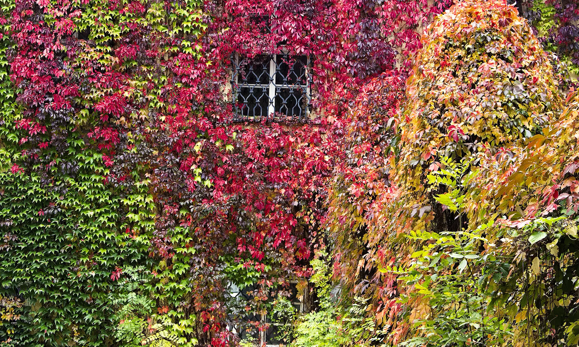 Lot de 3 ou 6 plantes de Parthenocissus quinquefolia "Engelmannii" - Primary Image