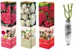 1 sur 2 ensembles de 3 roses à grandes fleurs pour l'extérieur, variété au choix - Image 3