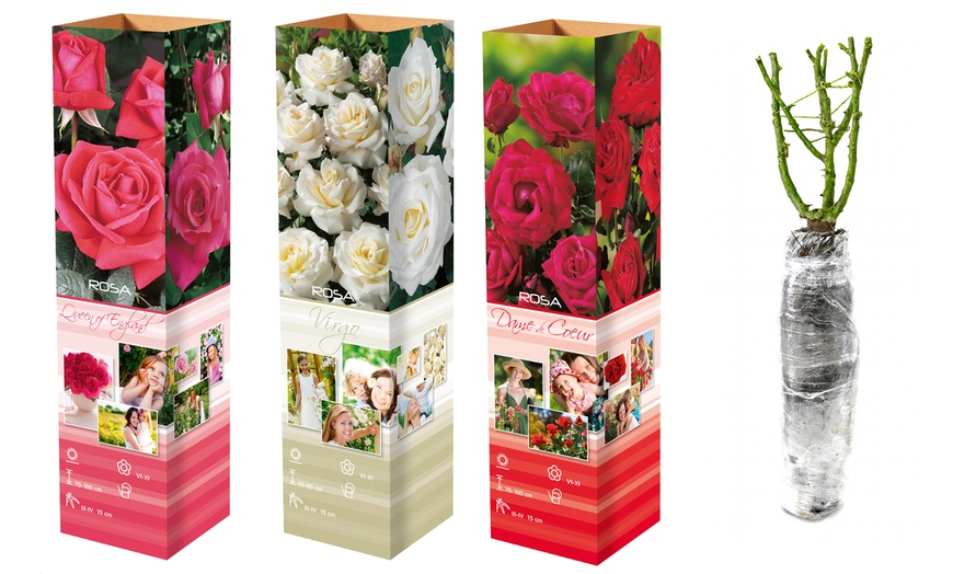 Image 3: 1 sur 2 ensembles de 3 roses à grandes fleurs 