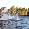 Image 1: Ontdek de dieren van de zee en neem zelf een duik in het Dolfinarium