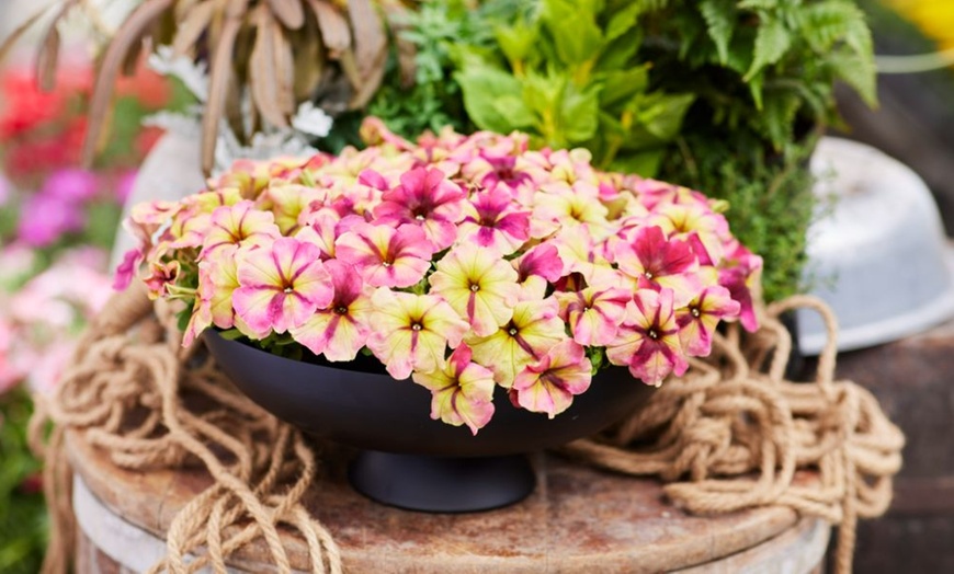 Image 8: Petunia 'Raspberry Shake' / 'Navy Velour' or Pink Pastel 