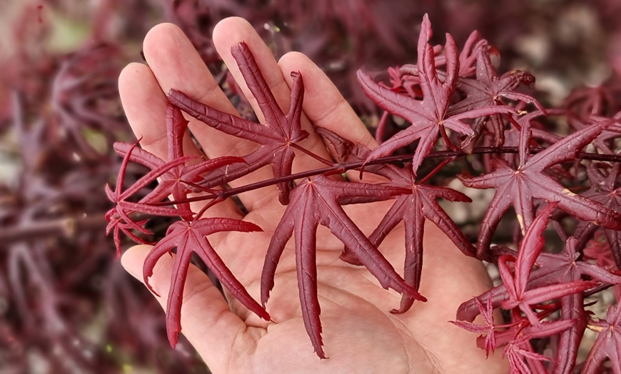 Image 9: 1 of 2 Japanse esdoornplanten naar keuze