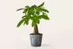 Same-Day Beautiful Plants from ProFlowers for Every Milestone Celebration (Up to 50% Off) - Second Medium