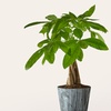 Image 6: ProFlowers: Same-Day Live Plants for Life's Special Moments (Up to 45% Off)
