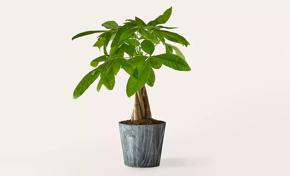 ProFlowers: Same-Day Plants for Life's Special Moments (Up to 50% Off)