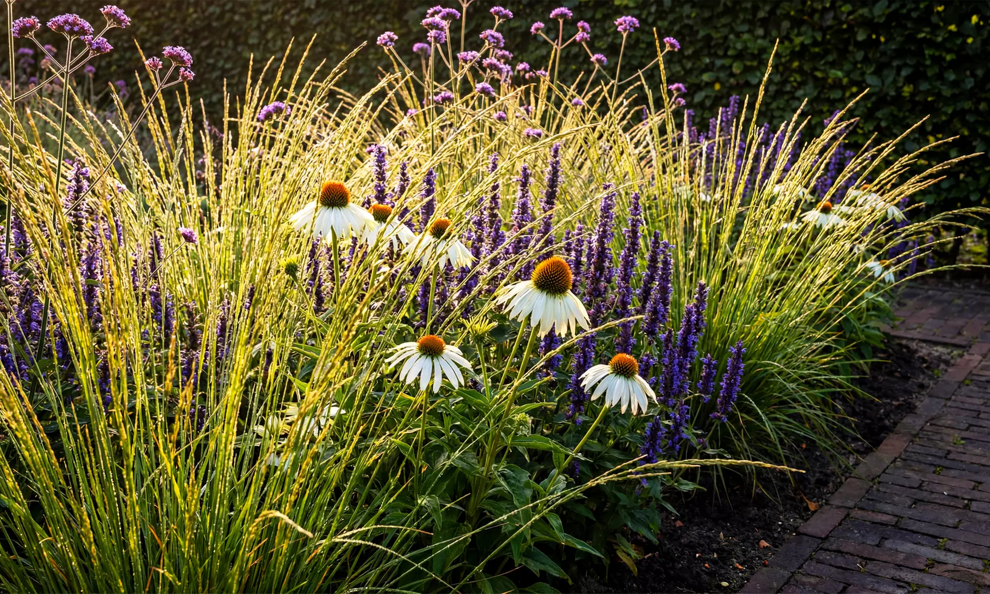 Mehrjähriges Set „Joy“ mit 7 Pflanzen