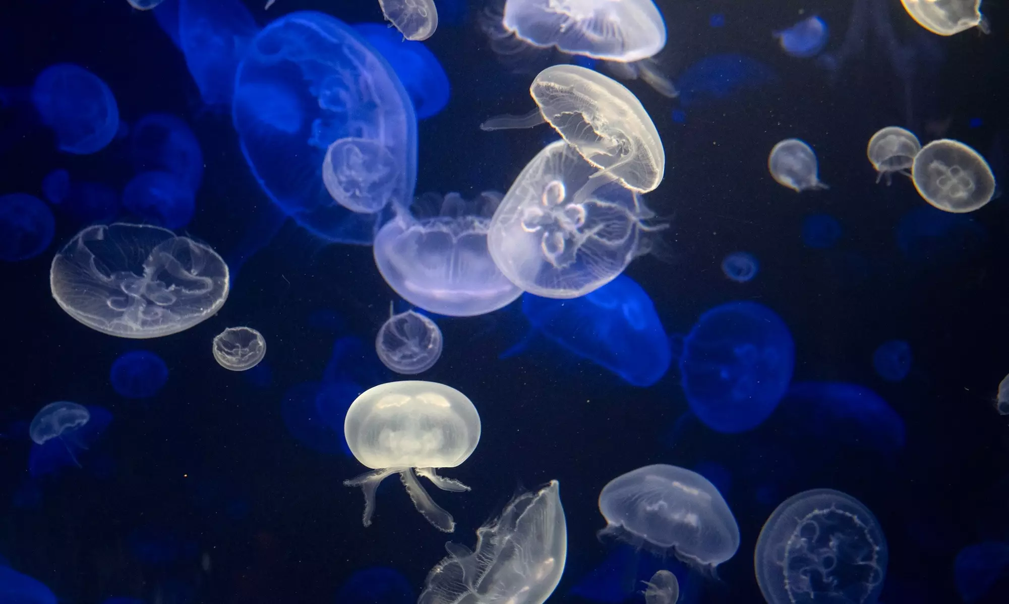 New York Aquarium Admission for One Child or Adult