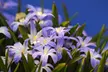 Spring-Blooming Flower Bulbs - Second Medium