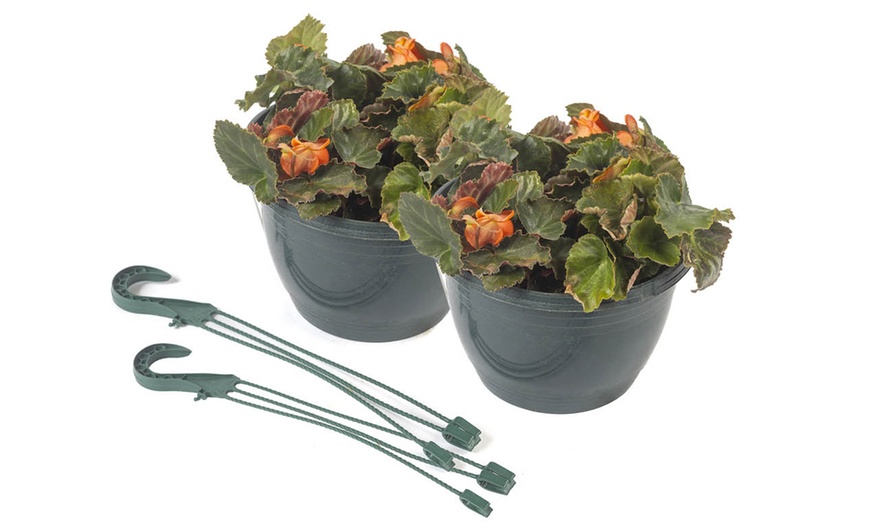 Image 8: Two Preplanted Begonia 'Apricot Fiery Shades' Hanging Baskets