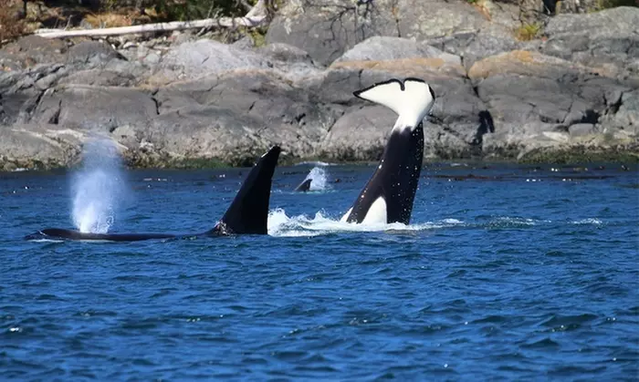 $79 for Four-Hour Guaranteed Whale Watching Tour for One at Island Adventures ($109 Value) - Second Medium