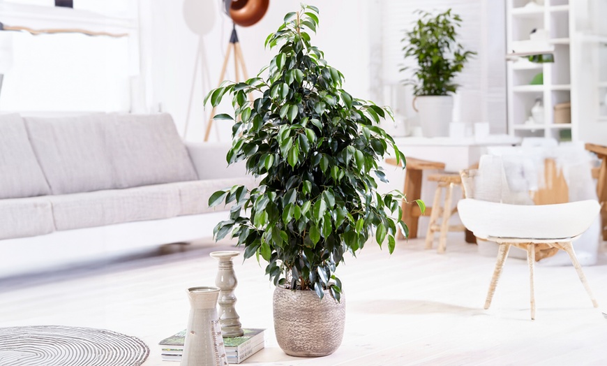Image 5: Ficusplant in soort naar keuze van het merk Rootz