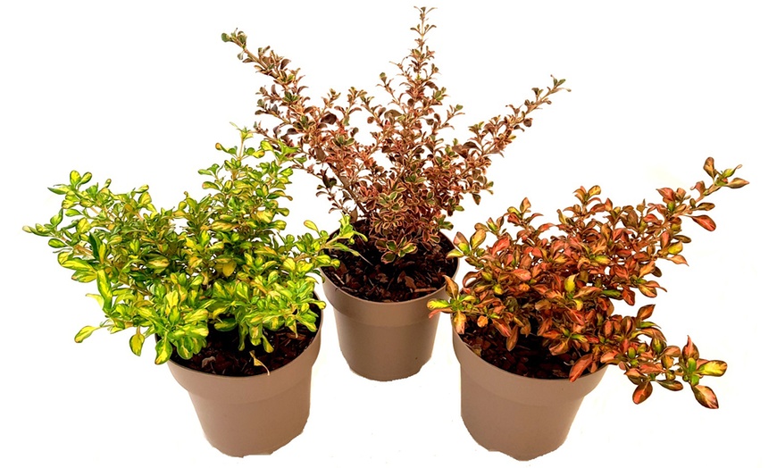 Image 2: Three Magical Coprosma Plants