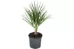 1x oder 2x Zwergpalme in mittel oder groß - Second Medium