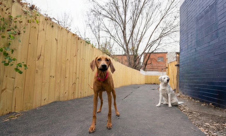 Image 6: Care Your Pups with 1 or 3 Full Days of Day Care or Nights of Boarding