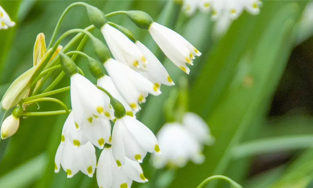 20 oder 40x Sommer-Schneeglöckchen-Blumenzwiebel „Leucojum aestivum - Primary Image