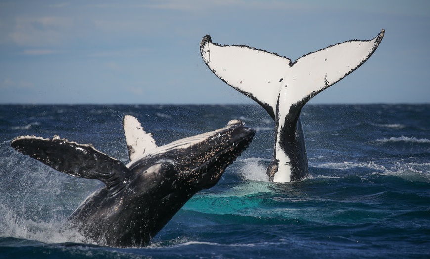 Image 9: Join Whale Watching Sydney for a 2-Hour Express Whale Watching Cruise