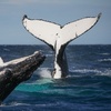 Image 9: Join Whale Watching Sydney for a 2-Hour Express Whale Watching Cruise