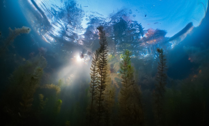 Image 4: Entdecke die Unterwasserwelt: Open-Water-Diver- oder Nitrox-Kurs