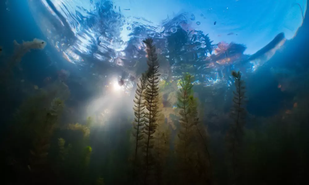 Entdecke die Unterwasserwelt: Open-Water-Diver- oder Nitrox-Kurs