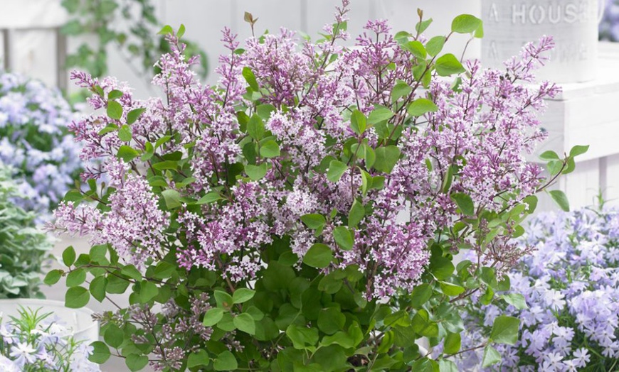 Image 2: Purple Scented Lilac - 1 or 2 Potted Plants