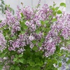Image 2: Purple Scented Lilac - 1 or 2 Potted Plants