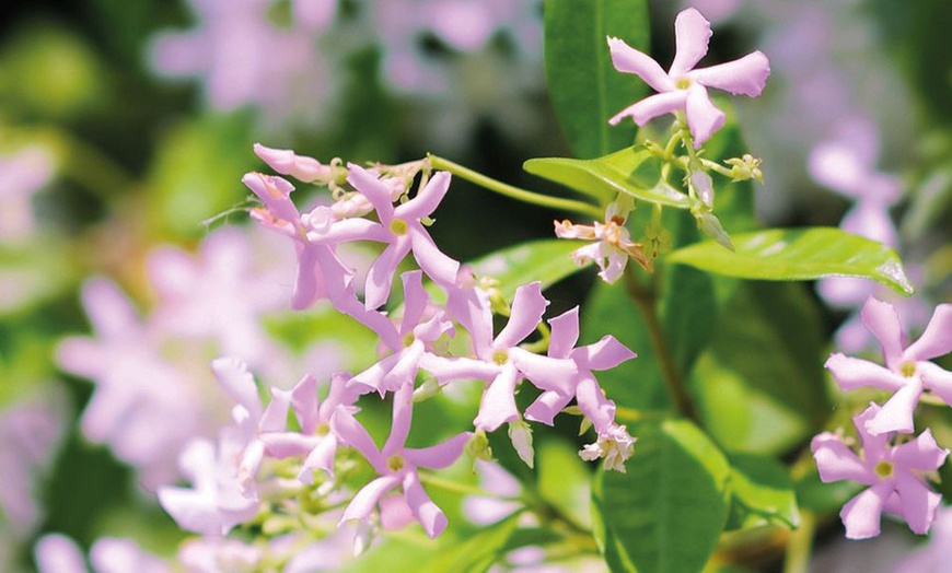 Image 10: Climbing Scented Star Jasmine Potted Plants 