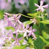 Image 10: Climbing Scented Star Jasmine Potted Plants 